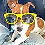 animal, brown_and_white, casual, closeup, companion, cute, denim, dog, fashion, funny, human_reflection, indoor, lap, pet, portrait, reflection, relaxed, small_dog, sunglasses, yellow_glasses