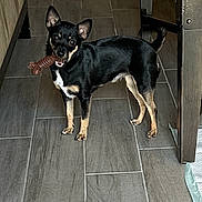Cece joined the competition — help win amazing prizes! dog, indoor, floor, toy, pet, small_dog, black_dog, tan_dog, looking_at_camera, curious, chew_toy, wooden_table, blanket, chair, tile_floor, home, furniture, living_room, animal, standing