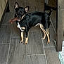 dog, indoor, floor, toy, pet, small_dog, black_dog, tan_dog, looking_at_camera, curious, chew_toy, wooden_table, blanket, chair, tile_floor, home, furniture, living_room, animal, standing