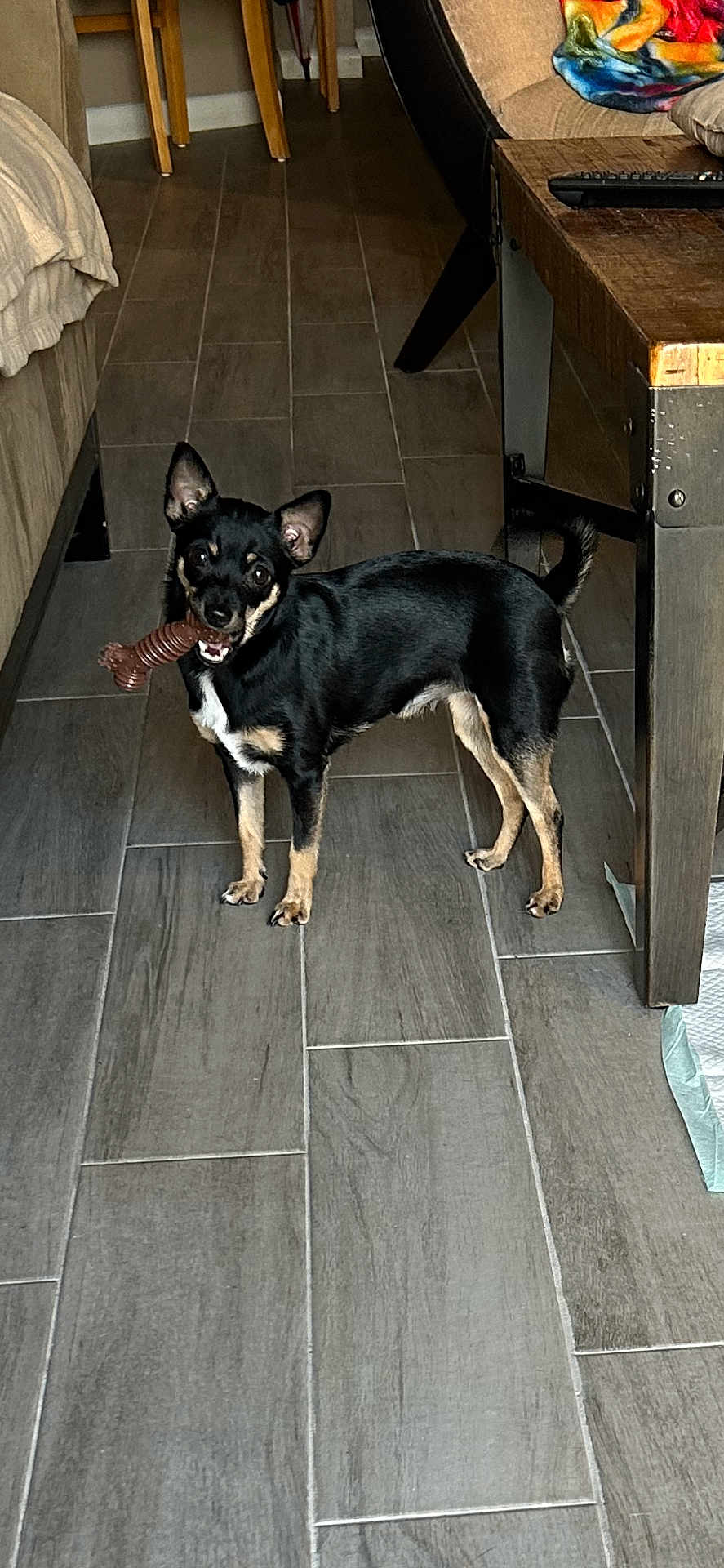 Cece joined the competition — help win amazing prizes! dog, indoor, floor, toy, pet, small_dog, black_dog, tan_dog, looking_at_camera, curious, chew_toy, wooden_table, blanket, chair, tile_floor, home, furniture, living_room, animal, standing
