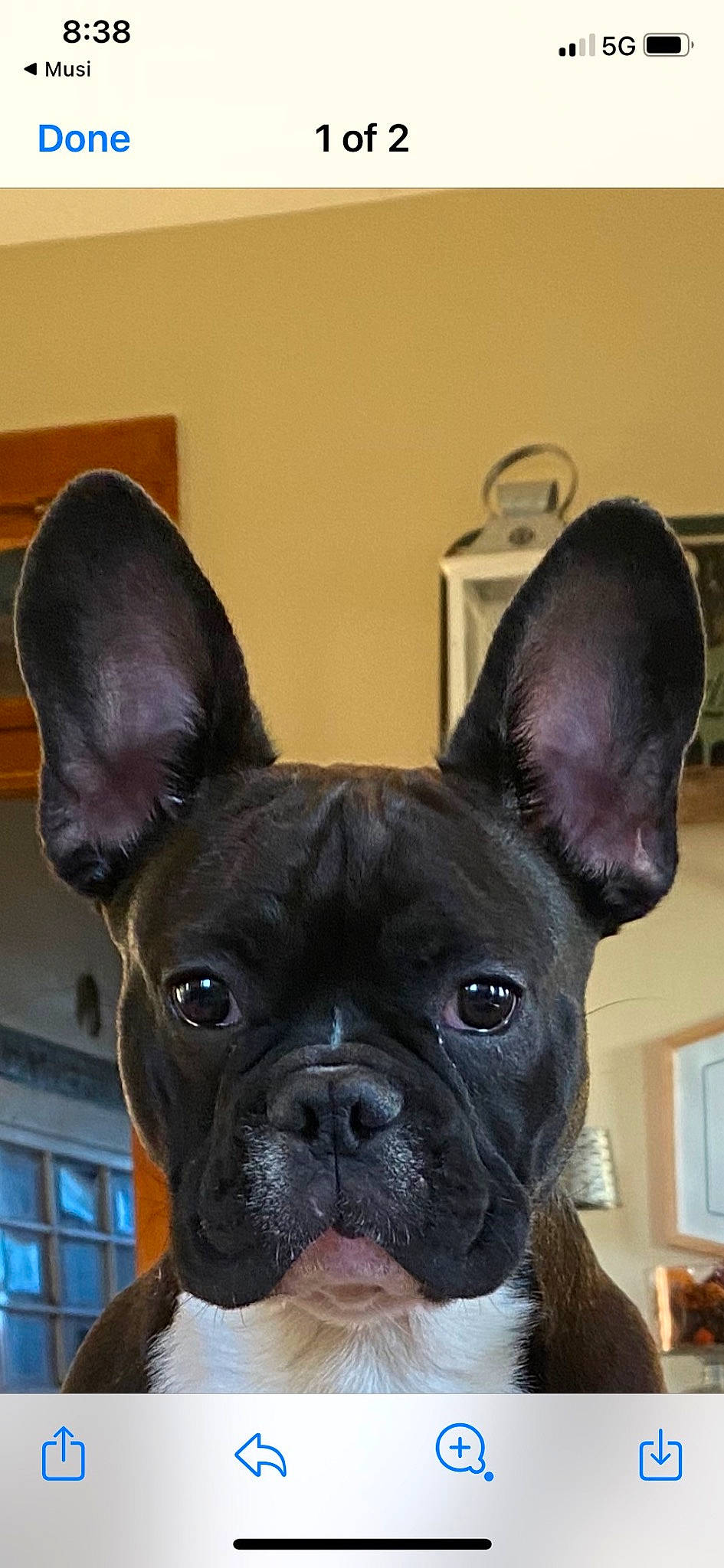Bruno is registered to the contest to win money with this photo: bulldog, canidae, carnivore, collar, companion_dog, dog, dog_breed, ear, fawn, french_bulldog, non_sporting_group, snout, sporting_group, terrestrial_animal, toy_dog, whiskers, window, working_animal, wrinkle