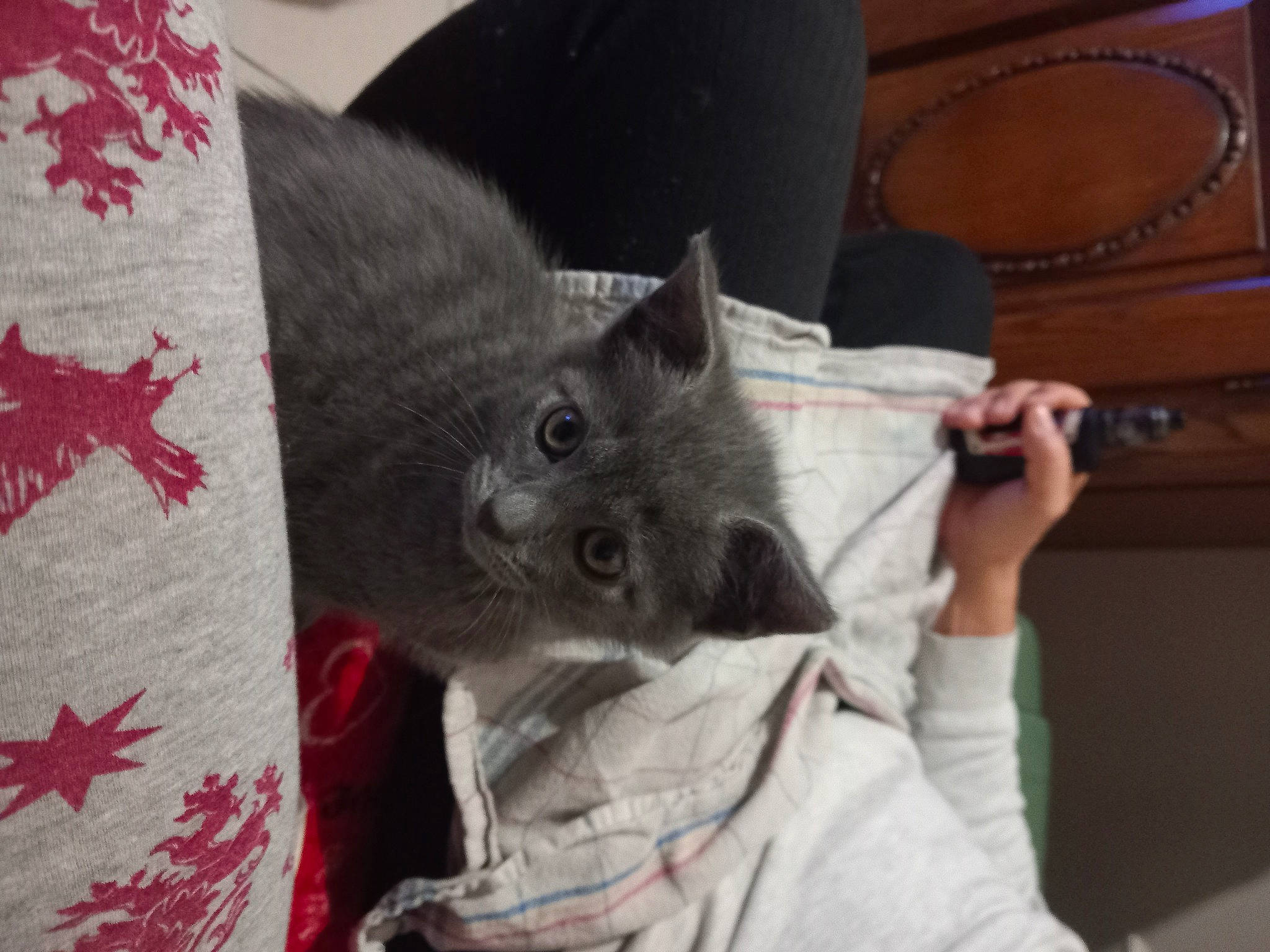 Topaze participe au concours pour gagner de l'argent avec cette photo : black_cat, carmine, carnivore, cat, claw, domestic_short_haired_cat, felidae, fur, grey, pattern, russian_blue, small_to_medium_sized_cats, tail, thread, whiskers, wool