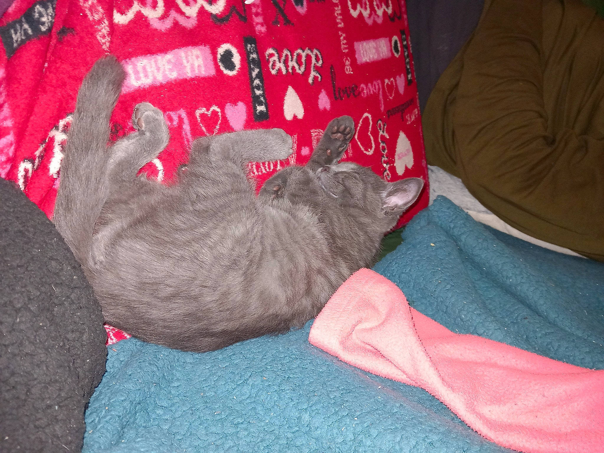 Topaze participe au concours pour gagner de l'argent avec cette photo : carmine, carnivore, cat, claw, comfort, domestic_short_haired_cat, felidae, fur, grey, linens, nap, paw, small_to_medium_sized_cats, tail, textile, whiskers