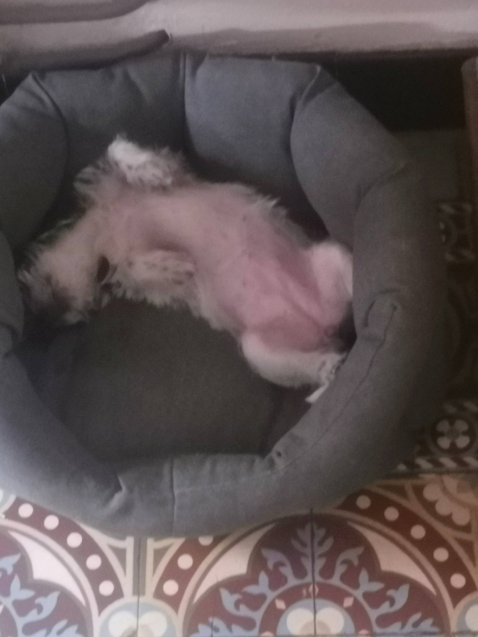 Taalys a rejoint le concours — aidez-le/la à gagner de superbes lots ! canidae, carnivore, cat_bed, cat_supply, comfort, companion_dog, dog_breed, felidae, fur, grey, nap, non_sporting_group, paw, pet_supply, small_to_medium_sized_cats, sporting_group, tail, terrestrial_animal, whiskers