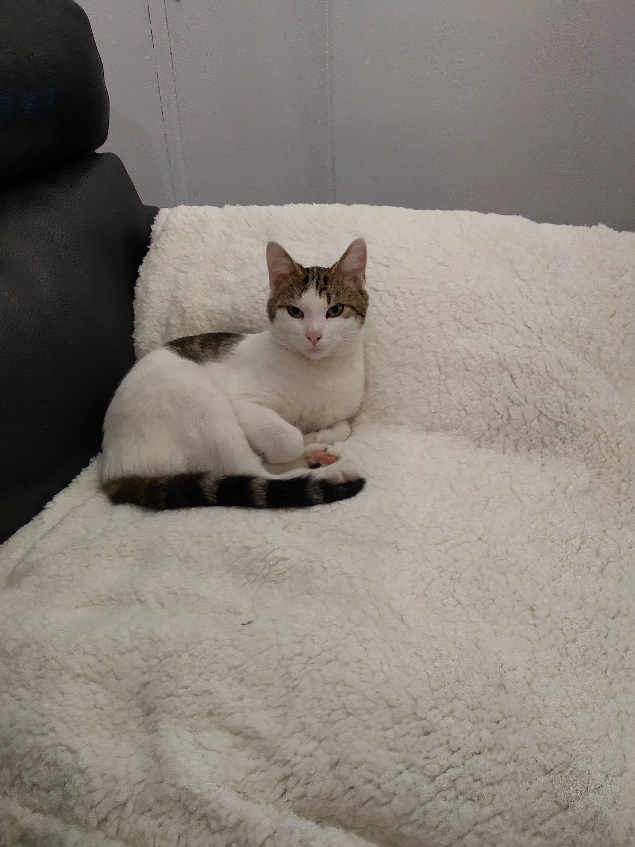 Niki participe au concours pour gagner de l'argent avec cette photo : carnivore, cat, comfort, domestic_short_haired_cat, felidae, flooring, freezing, fur, grey, linens, monochrome_photography, paw, sand, small_to_medium_sized_cats, snout, snow, tail, whiskers, winter, wood