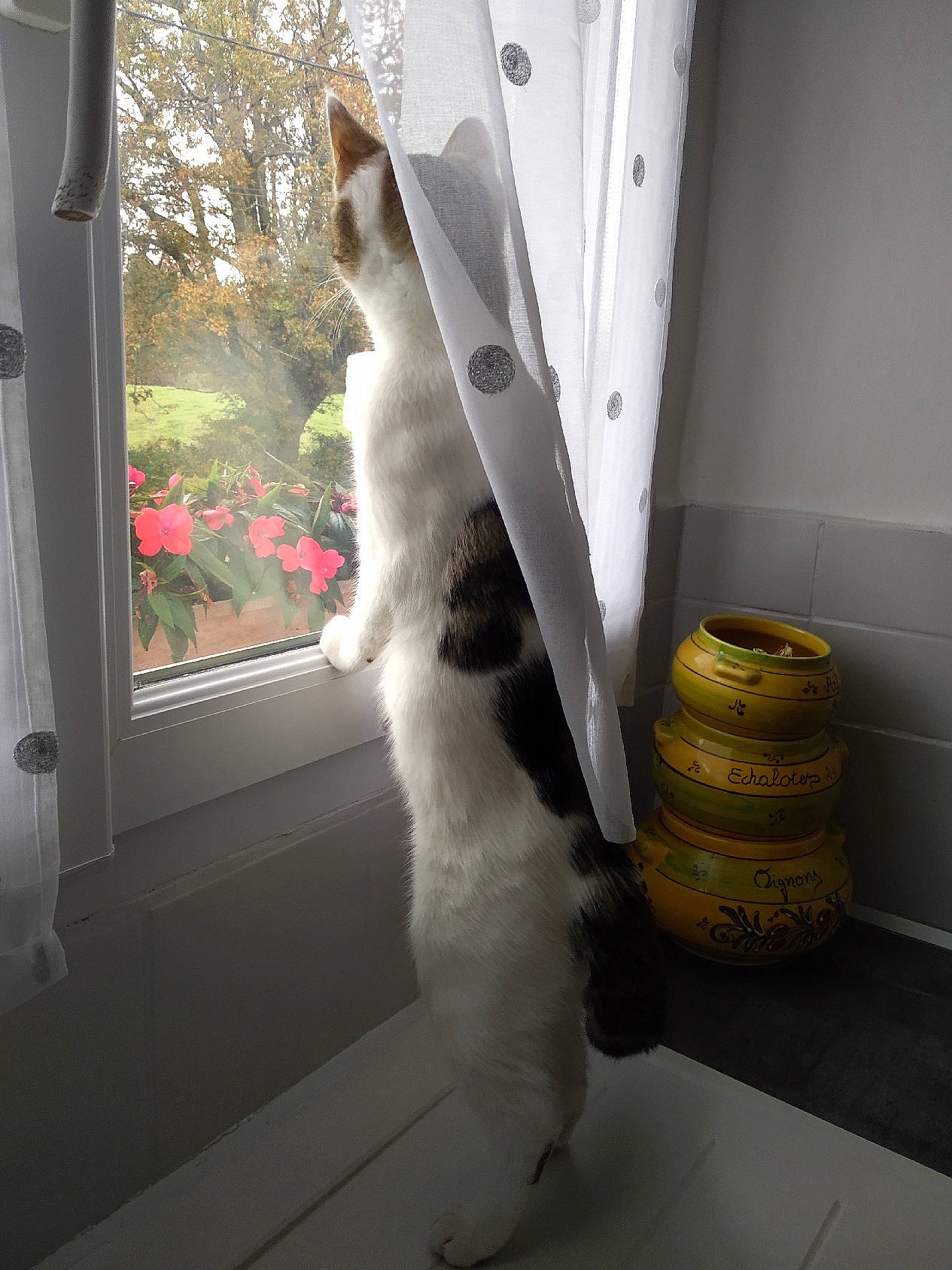 Niki a rejoint le concours — aidez-le/la à gagner de superbes lots ! carnivore, cat, cat_supply, curtain, domestic_short_haired_cat, door, felidae, flooring, fur, glass, room, sash_window, small_to_medium_sized_cats, tail, tree, whiskers, window, window_covering, window_treatment, wood