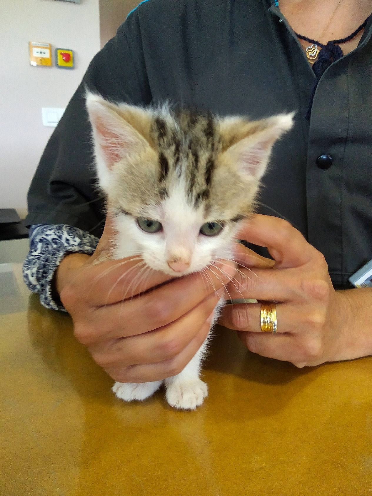 Niki participe au concours pour gagner de l'argent avec cette photo : carnivore, cat, claw, comfort, domestic_short_haired_cat, felidae, finger, flooring, fur, gesture, hand, hardwood, human_leg, lap, nail, paw, small_to_medium_sized_cats, snout, thumb, whiskers