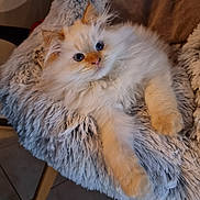 Wally participe au concours pour gagner de l'argent avec cette photo : abyssinian, angora, animal, armchair, blanket, canine, cat, chair, clothing, couch, cushion, fur, furniture, hardwood, homedecor, kitten, manx, pet, siamese, wood