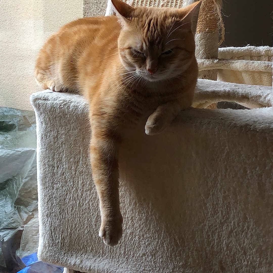 Rosca participe au concours pour gagner de l'argent avec cette photo : abyssinian, animal, architecture, armchair, building, cat, chair, couch, cushion, furniture, homedecor, indoors, kitten, linen, livingroom, manx, pet, room, siamese, wood