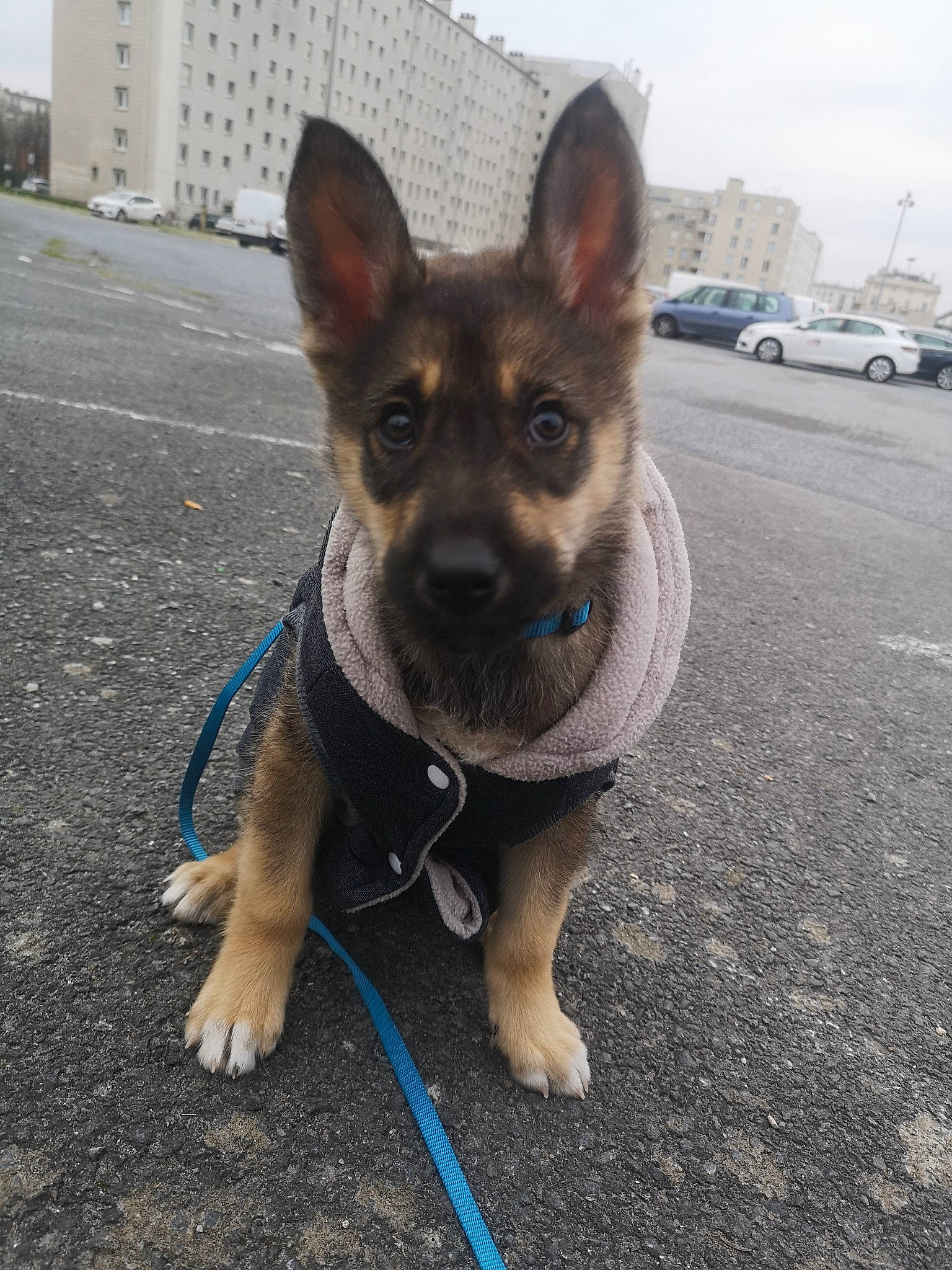 Pumba a rejoint le concours — aidez-le/la à gagner de superbes lots ! canidae, carnivore, collar, companion_dog, dog, dog_breed, dog_collar, dog_supply, electric_blue, fawn, herding_dog, road_surface, sky, snout, sporting_group, tire, wheel, whiskers, window, working_animal