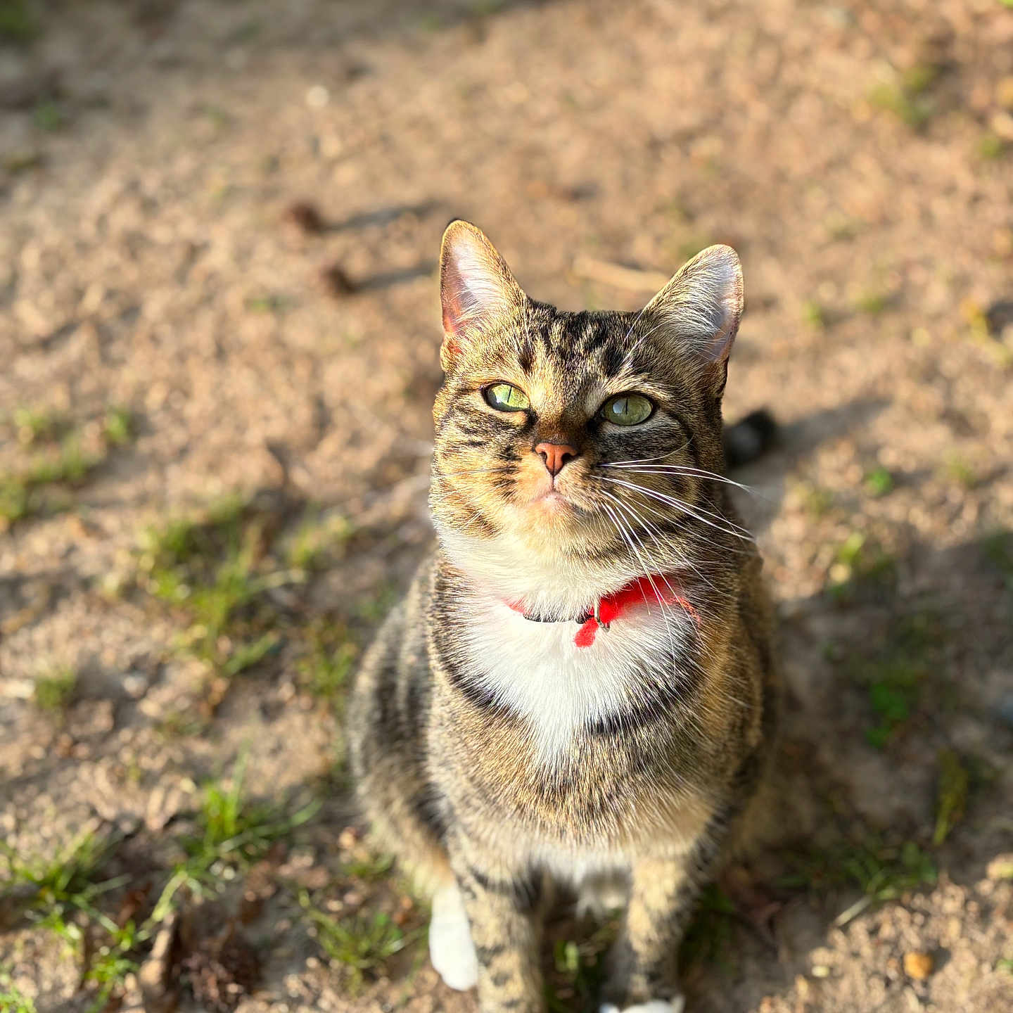 Hanul joined the competition — help win amazing prizes! abyssinian, accessories, animal, bodypart, cat, field, grass, grassland, gravel, kitten, leash, manx, nature, outdoors, pet, plant, road, rock, soil, strap