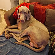 Put-In a rejoint le concours — aidez-le/la à gagner de superbes lots ! animal, blanket, brown, canine, comfort, couch, dog, domestic, ears, eyes, floor, fur, home, indoors, living_room, pet, pillow, relaxed, resting, tail