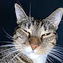 Milo is registered to the contest to win money with this photo: cat, tabby, whiskers, close_up, feline, pet, animal, fur, ears, face, portrait, indoor, expression, cute, mammal, domestic_animal, looking, head, snout, eye