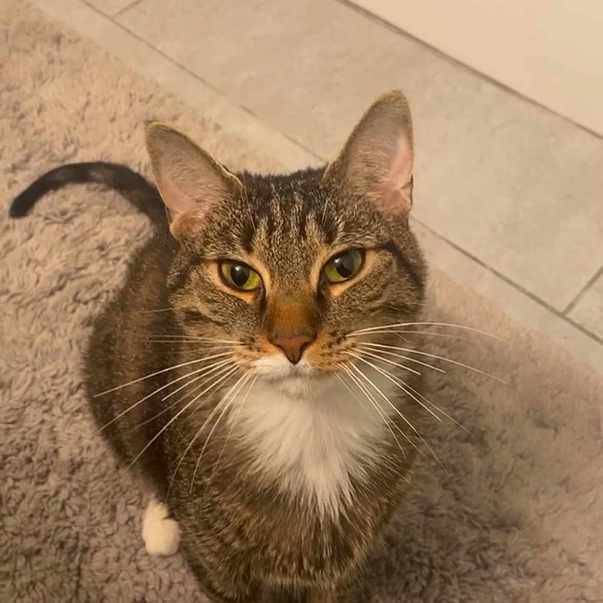 Milo joined the competition — help win amazing prizes! animal, cat, close_up, companion, curious, cute, domestic_cat, feline, floor_tiles, fur, gray_rug, green_eyes, indoor, looking_up, mammal, pet, sitting, soft_rug, tabby, whiskers