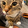 Milo joined the competition — help win amazing prizes! cat, tabby_cat, close_up, whiskers, green_eyes, paws, indoor, curious, pet, animal, feline, fur, nose, face, domestic_cat, closeup, looking, soft_light, whiskers_visible, portrait