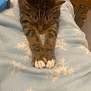 Milo is registered to the contest to win money with this photo: cat, tabby, sleeping, paws, blanket, snowflake_pattern, blue, indoor, cozy, resting, feline, pet, closeup, relaxation, soft_texture, game_controller, wooden_furniture, comfort, animal, home