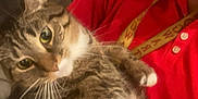 Milo is registered to the contest to win money with this photo: cat, tabby_cat, person, red_shirt, indoor, cat_tree, pet, whiskers, fur, animal, holding, close_up, curious, domestic_cat, feline, household, portrait, companion, cute, relaxed
