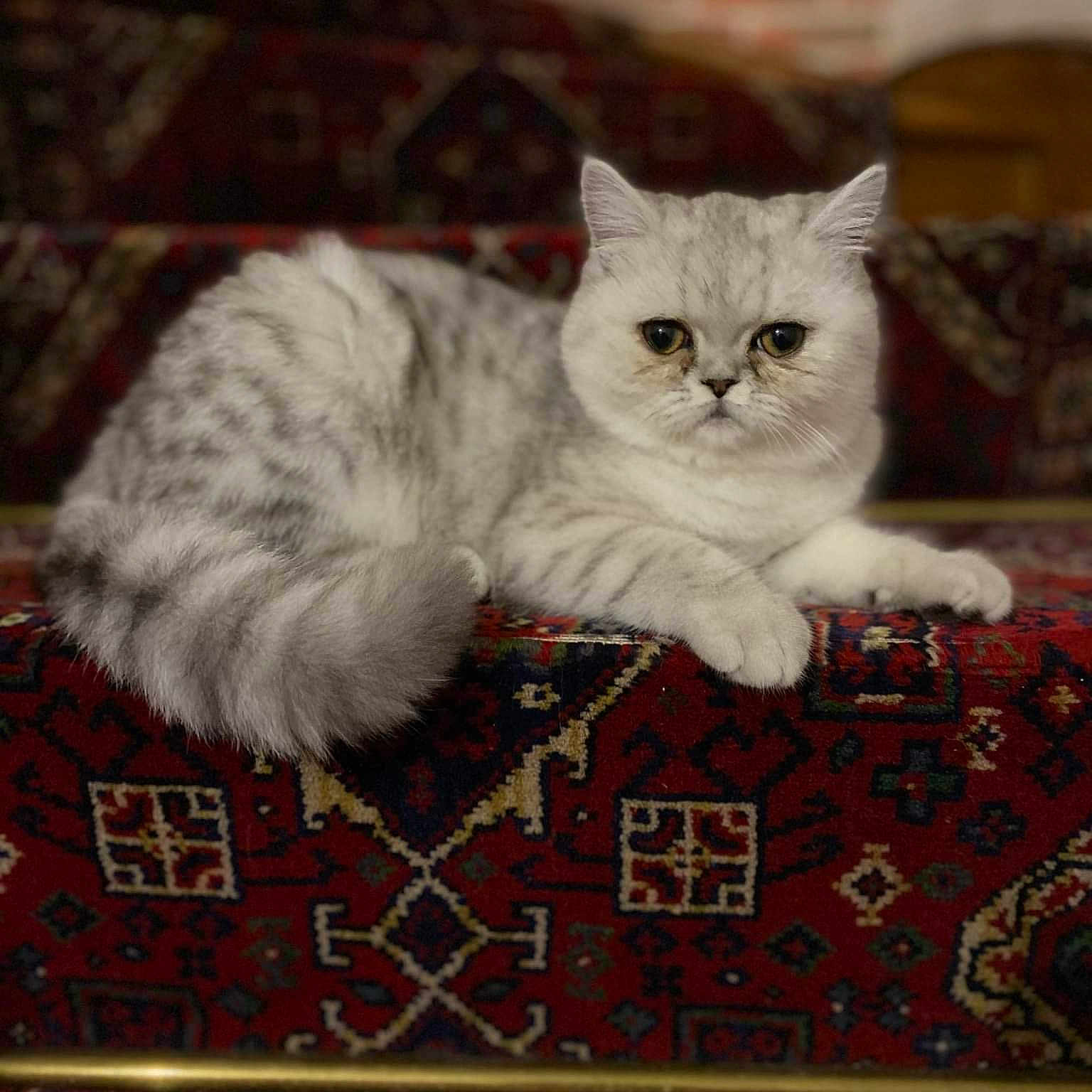 Salomé