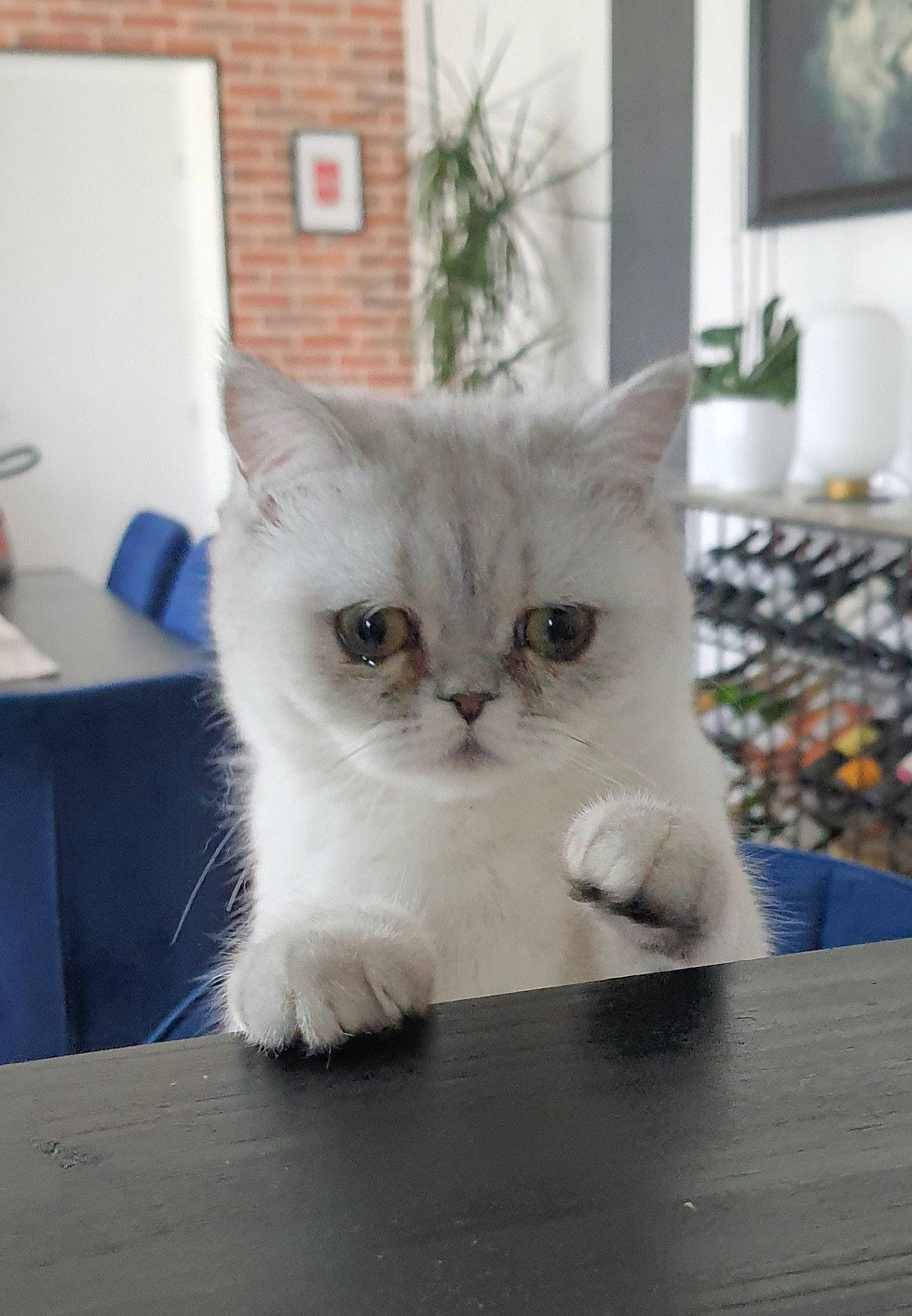 Salomé a rejoint le concours — aidez-le/la à gagner de superbes lots ! art, box, carnivore, cat, chair, domestic_short_haired_cat, door, felidae, flooring, fur, houseplant, paw, picture_frame, plant, sitting, small_to_medium_sized_cats, snout, table, whiskers, window