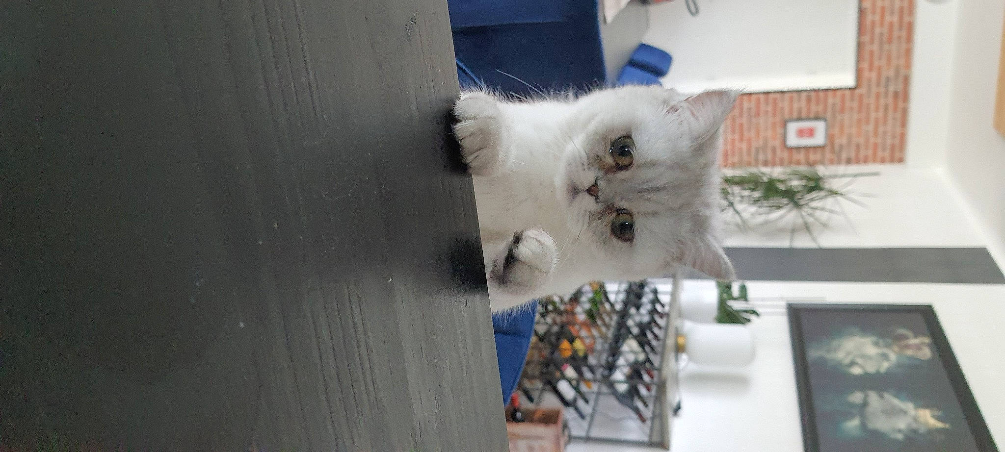 Salomé participe au concours pour gagner de l'argent avec cette photo : carnivore, cat, domestic_short_haired_cat, felidae, fur, hardwood, plant, small_to_medium_sized_cats, snout, tail, whiskers, window, wood