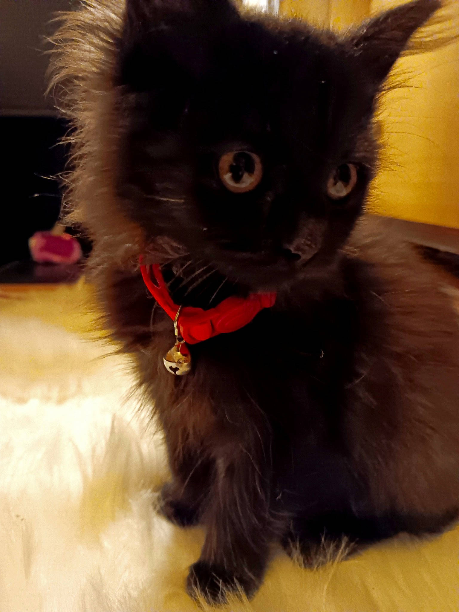 Lola Thundercat joined the competition — help win amazing prizes! black_cat, carnivore, cat, cat_supply, cat_toy, claw, collar, coquelicot, domestic_short_haired_cat, felidae, fur, paw, pet_supply, small_to_medium_sized_cats, snout, tail, terrestrial_animal, whiskers