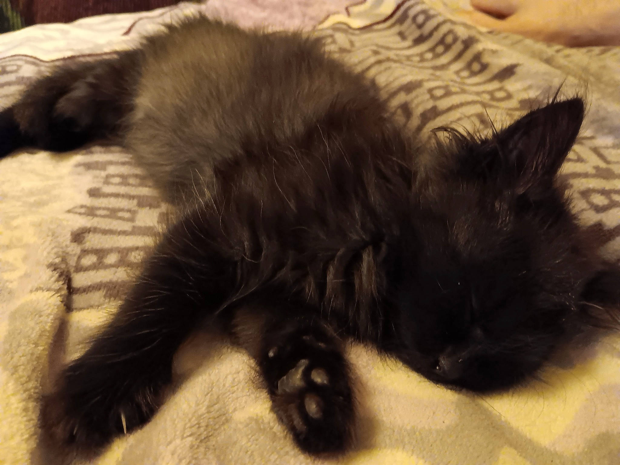 Lola Thundercat is registered to the contest to win money with this photo: black_cat, canidae, carnivore, cat, claw, comfort, dog_breed, domestic_short_haired_cat, fawn, felidae, flooring, fur, mammal, paw, small_to_medium_sized_cats, snout, tail, terrestrial_animal, vertebrate, whiskers