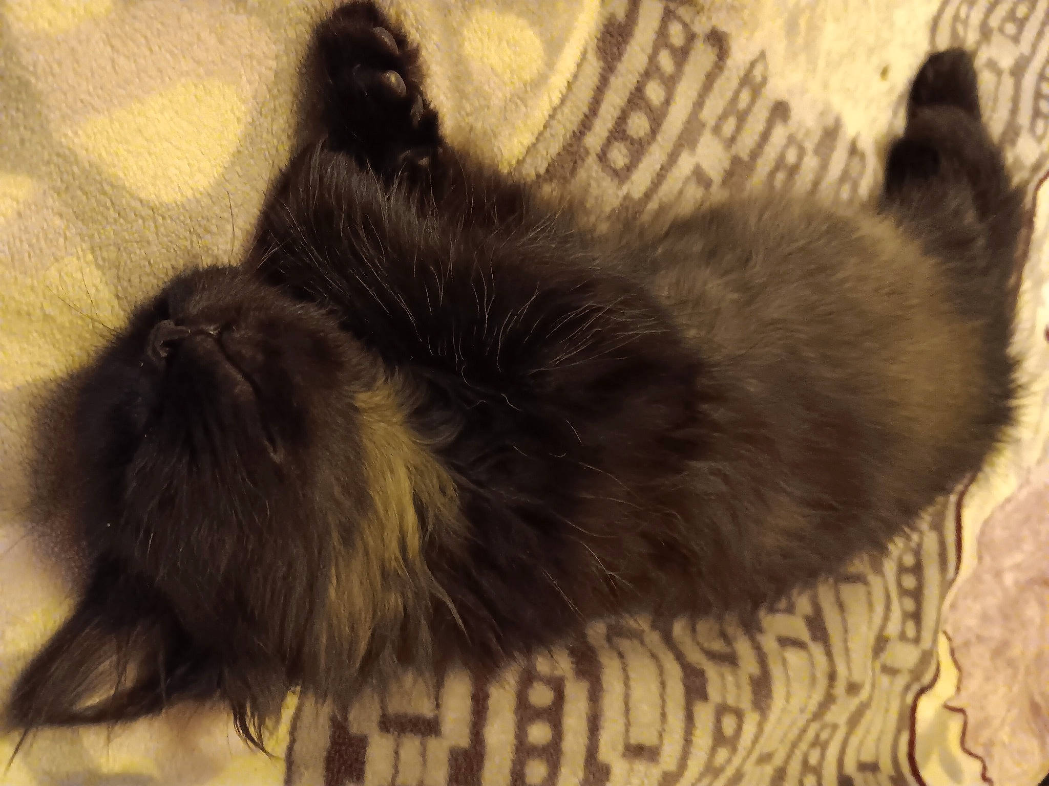 Lola Thundercat is registered to the contest to win money with this photo: black_cat, canidae, carnivore, cat, claw, comfort, dog_breed, fawn, felidae, fur, liver, mammal, nap, paw, small_to_medium_sized_cats, snout, tail, terrestrial_animal, vertebrate, whiskers