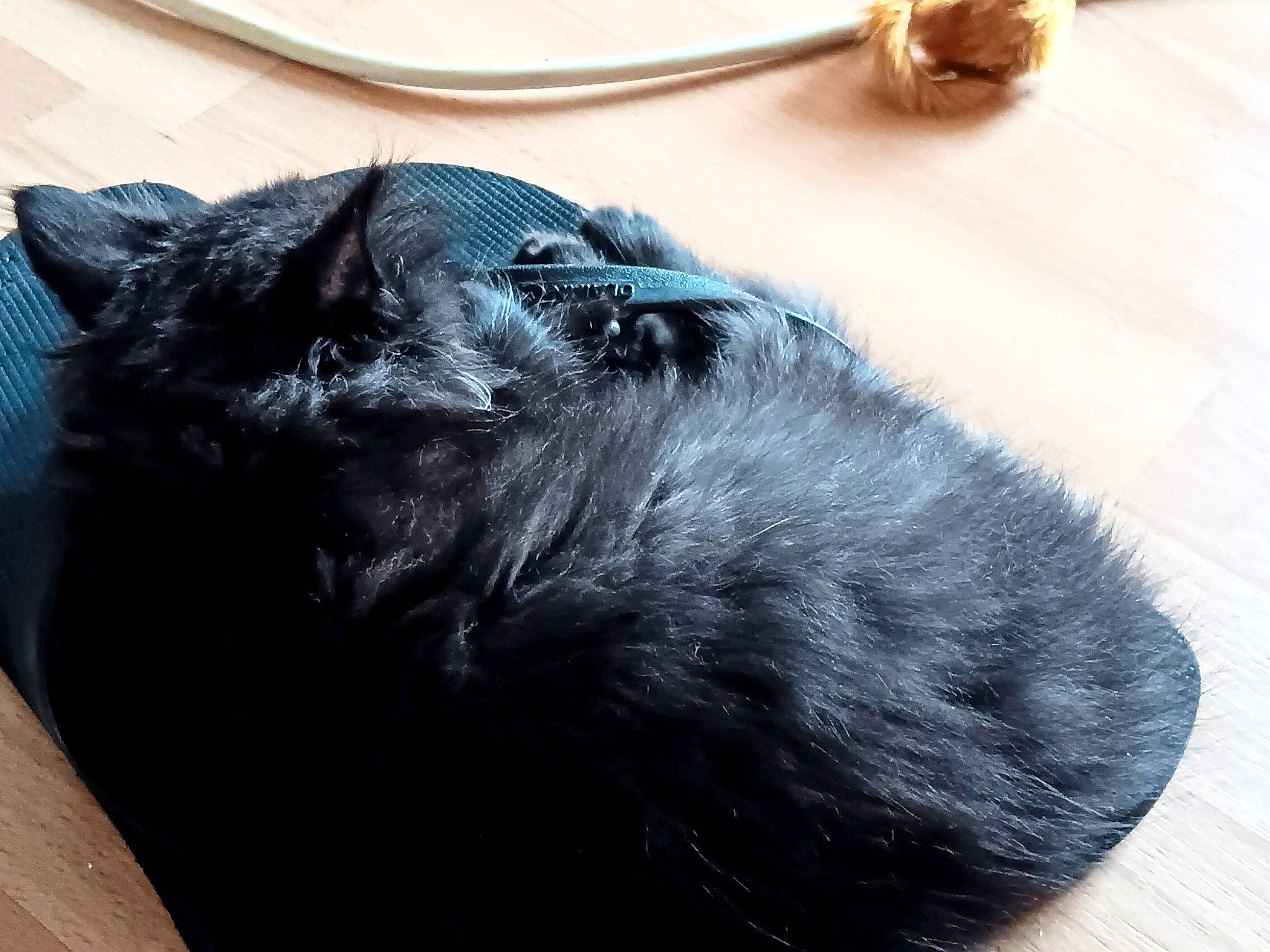 Lola Thundercat joined the competition — help win amazing prizes! black_cat, canidae, carnivore, cat, claw, comfort, dog_breed, domestic_short_haired_cat, electric_blue, fashion_accessory, felidae, fur, grey, paw, small_to_medium_sized_cats, snout, sporting_group, tail, terrestrial_animal, whiskers