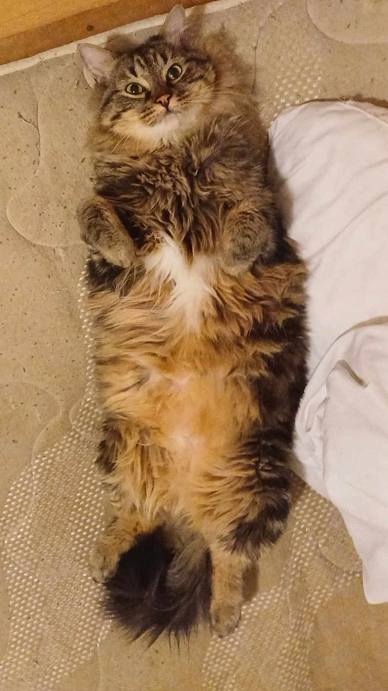 Simba