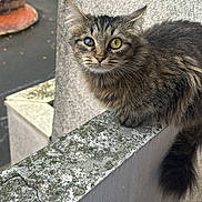 Sakura participe au concours pour gagner de l'argent avec cette photo : cat, tabby, heterochromia, outdoor, urban, concrete, ledges, fur, curious, animal, pet, mammal, whiskers, ears, tail, closeup, portrait, street, texture, weathered