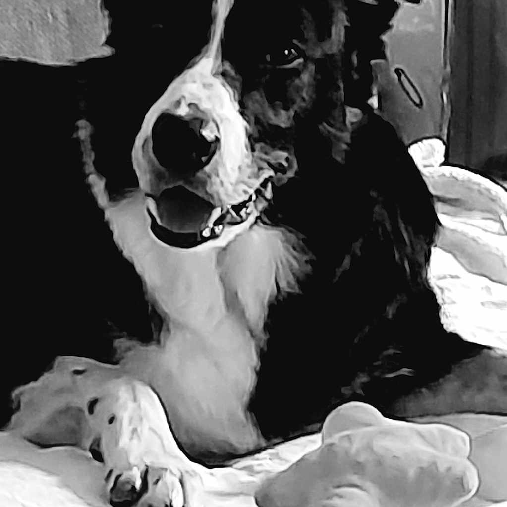 Snoopy a rejoint le concours — aidez-le/la à gagner de superbes lots ! animal, bed, black_and_white, canine, close_up, comfort, cute, dog, domestic, fur, indoor, lying_down, monochrome, pet, plush_toy, portrait, relaxed, resting, smiling, texture