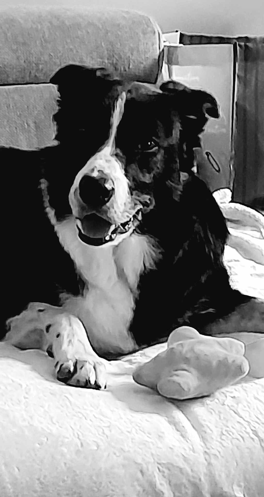 Snoopy a rejoint le concours — aidez-le/la à gagner de superbes lots ! dog, black_and_white, bed, plush_toy, indoor, pet, canine, resting, fur, animal, comfort, lying_down, close_up, monochrome, texture, cute, domestic, relaxed, portrait, smiling