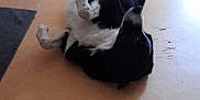Snoopy a rejoint le concours — aidez-le/la à gagner de superbes lots ! dog, black_and_white, floor, pet_bed, blanket, indoor, playing, animal, cute, furry, cozy, relaxing, home, domestic, canine, lying_down, tail, fur, paw, room