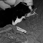 Snoopy a rejoint le concours — aidez-le/la à gagner de superbes lots ! dog, black_and_white, bed, blanket, plush_toy, unicorn, sleeping, cozy, indoor, pet, fur, paw, resting, comfort, cute, animal, soft, toy, relaxation, sleep