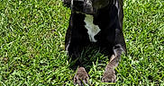Brynn joined the competition — help win amazing prizes! animal, black_dog, canine, daytime, dog, domestic_animal, grass, lawn, mammal, nature, outdoor, paw, peaceful, pet, quiet, relaxing, resting, summer, sunlight, white_patch