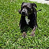 animal, black_dog, canine, daytime, dog, domestic_animal, grass, lawn, mammal, nature, outdoor, paw, peaceful, pet, quiet, relaxing, resting, summer, sunlight, white_patch