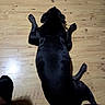 Brynn joined the competition — help win amazing prizes! animal, black_dog, canine, companion, dog, domestic_animal, flooring, fur, home, indoors, lying_down, mammal, paw, pet, quiet, resting, shadow, sleeping, sock, wood_floor