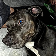 Brynn joined the competition — help win amazing prizes! animal, black_dog, brown_eye, canine, close_up, companion, dog, ear, fur, indoor, lying_down, mammal, person, pet, phone, portrait, resting, snout, soft_surface, white_patch