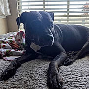 Brynn joined the competition — help win amazing prizes! animal, bed, black_dog, blanket, blinds, comfort, cozy, dog, fur, home, indoor, looking_away, lying_down, natural_light, paw, pet, quiet, relaxed, resting, window