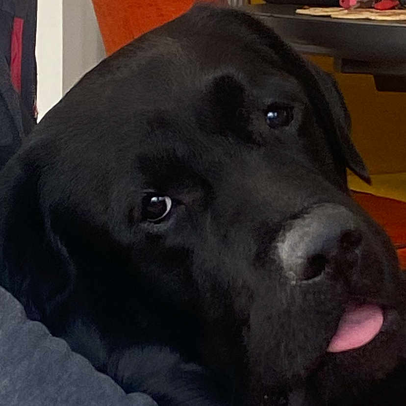 Stark participe au concours pour gagner de l'argent avec cette photo : accessories, animal, architecture, bag, building, canine, chair, couch, cushion, dog, furniture, handbag, homedecor, hound, indoors, labradorretriever, livingroom, pet, puppy, purse