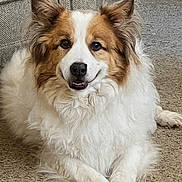 Rufus joined the competition — help win amazing prizes! animal, brown_and_white, carpet, companion, container, couch, dog, ears, face, fluffy, fur, home, indoor, logo, nose, paw, pet, relaxed, smiling, texture