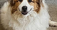 Rufus joined the competition — help win amazing prizes! animal, brown_and_white, carpet, companion, container, couch, dog, ears, face, fluffy, fur, home, indoor, logo, nose, paw, pet, relaxed, smiling, texture
