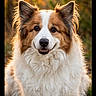 Rufus is registered to the contest to win money with this photo: animal, backlighting, brown_and_white, close_up, dog, ears, eyes, fluffy, forest, fur, golden_hour, long_hair, nature, nose, outdoors, pet, portrait, smiling, sunset, woodland