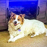 Rufus joined the competition — help win amazing prizes! brown_and_white, canine, carpet, collar, cozy, dog, fireplace, fluffy, happy, home, indoors, living_room, long_hair, lying_down, pet, portrait, purple_tag, relaxed, smiling, wooden_cabinet