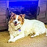brown_and_white, canine, carpet, collar, cozy, dog, fireplace, fluffy, happy, home, indoors, living_room, long_hair, lying_down, pet, portrait, purple_tag, relaxed, smiling, wooden_cabinet