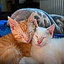 kitten, cat, orange_cat, white_cat, pets, sleeping, snuggling, close_up, fur, cute, domestic_animal, indoor, cozy, resting, whiskers, animal_face, pink_nose, soft, companionship, blanket