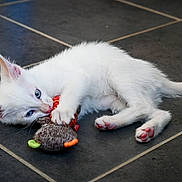 Abby participe au concours pour gagner de l'argent avec cette photo : kitten, white_cat, blue_eyes, toy_mouse, playing, floor, tile, pink_paw_pads, pet, animal, cute, fur, young_cat, indoor, close_up, whiskers, claws, lying_down, curious, small