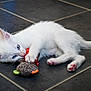 kitten, white_cat, blue_eyes, toy_mouse, playing, floor, tile, pink_paw_pads, pet, animal, cute, fur, young_cat, indoor, close_up, whiskers, claws, lying_down, curious, small