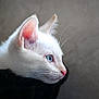 cat, white_cat, blue_eyes, pink_nose, close_up, profile, whiskers, fur, pet, animal, domestic_cat, looking_away, soft_light, gray_background, portrait, cute, feline, indoor, calm, side_view