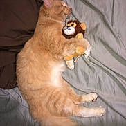 Oj is registered to the contest to win money with this photo: cat, sleeping, stuffed_toy, bed, orange_cat, fluffy, cuddling, cute, cozy, pet, animal, relaxed, indoor, feline, toy, soft, resting, paws, fur, napping